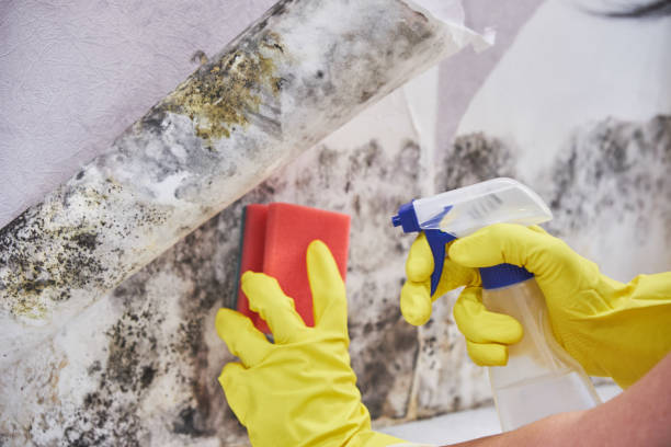 Best Asbestos and Lead Testing During Mold Inspection  in USA